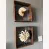 Shadow Boxes Of Nautilus And Cake Coral -Othe Furniture Shop 1500 1500 frame 0 5913