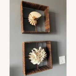Shadow Boxes Of Nautilus And Cake Coral