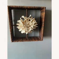 Shadow Boxes Of Nautilus And Cake Coral -Othe Furniture Shop 1500 1500 frame 0 5917